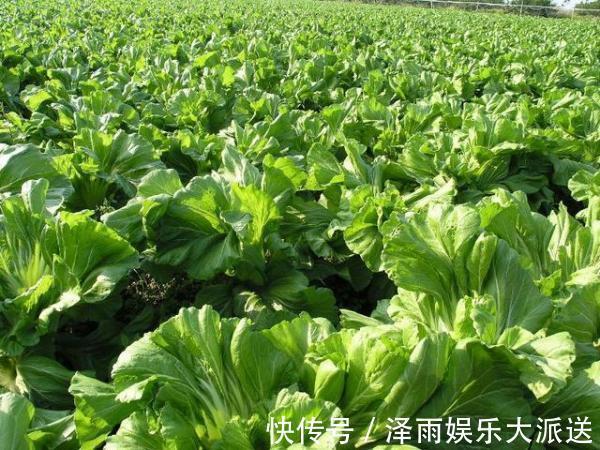 牙齿|缺钙, 牙齿不好, 容易抽筋, 常吃以下蔬菜, 补钙效果不亚于牛奶