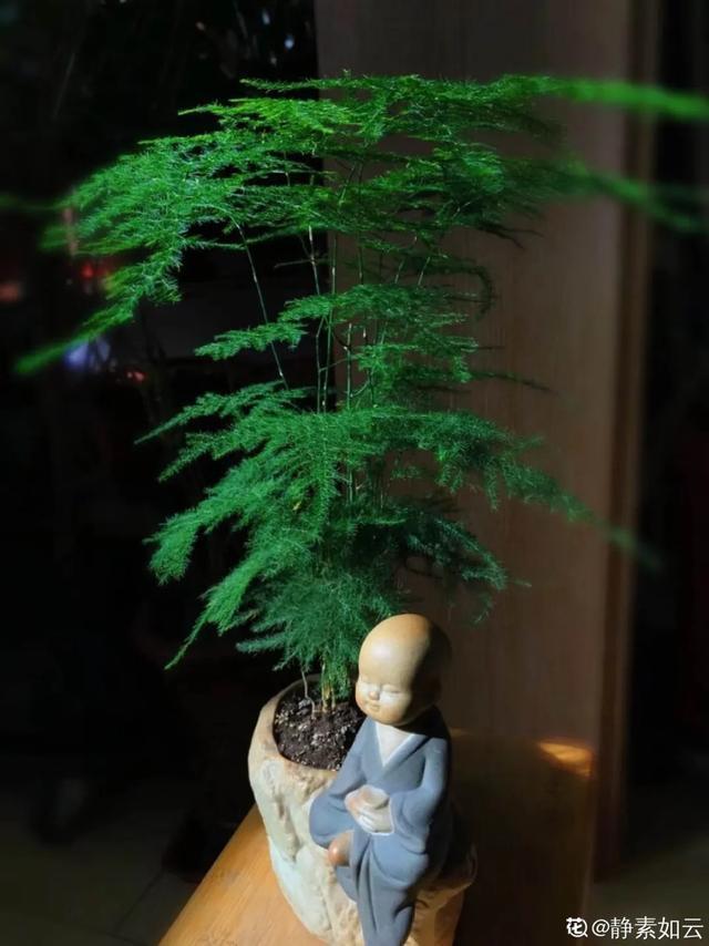 叶子|嫌花长的丑,趁现在砍头,满盆都是新叶子!