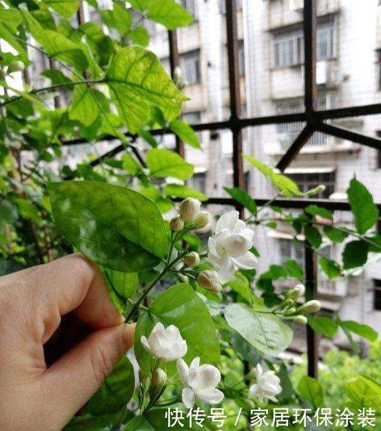 爆盆|养茉莉,记住5点“疯狂”,一年开5茬,花开爆盆不是事