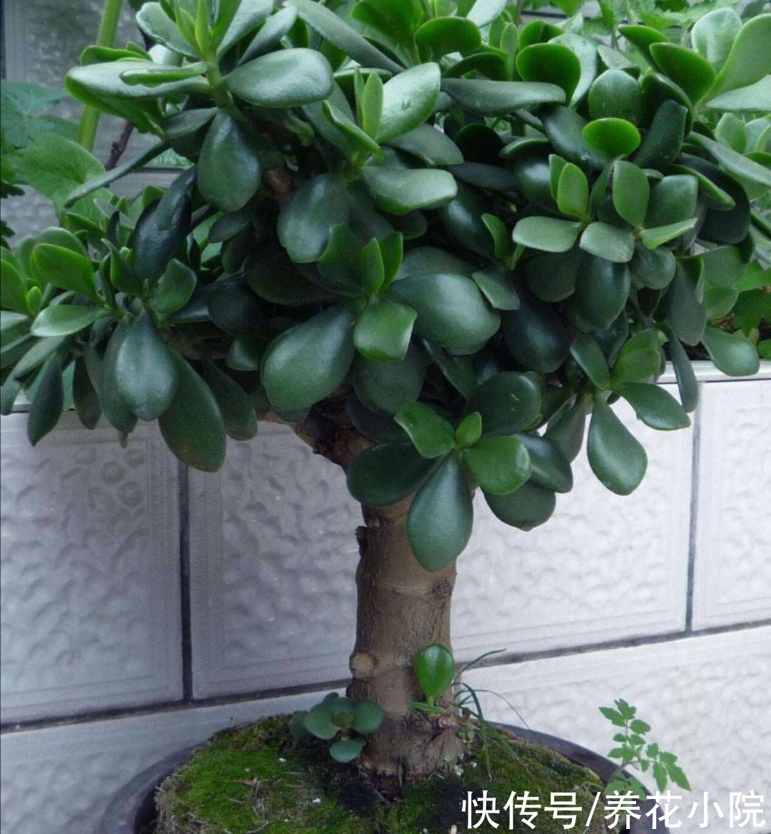 玉树|玉树开始生长，给它做好4件事，长得粗壮，养成老桩盆景