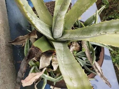 一叶兰|低于5度,6种花一整个冬天不浇水,也能照样活!