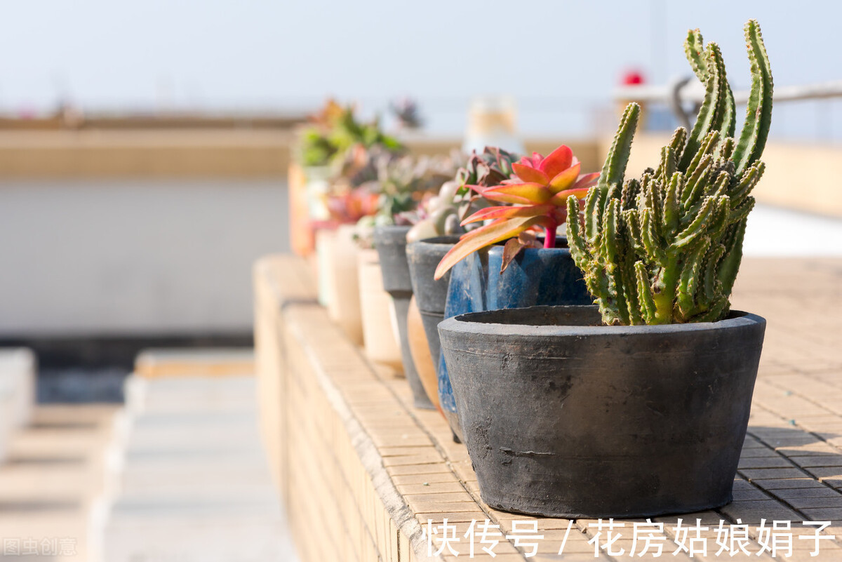 旺盛|想要养好花,记住这3个口诀,照着养,盆盆旺盛