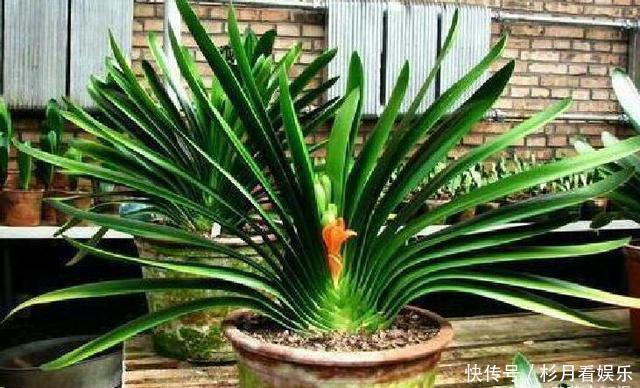 钾肥|做好“2件事”,君子兰“根壮”,新叶多,年年开“爆盆”