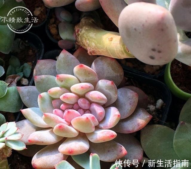 多肉植物枯叶一般是3个原因,第1个清理有惊喜,另外要注意3点!