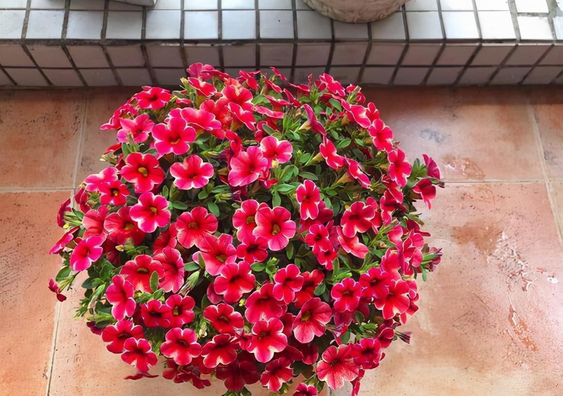 三角梅|5种花一开300多天,花量超大,都是出了名的开花机器