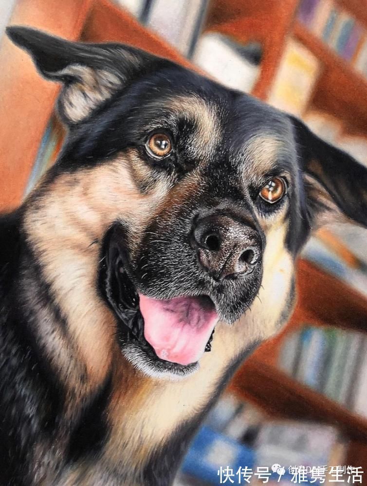 音海#超拟真动物画,每根毛发都这么细致,网友惊呼真假分不清