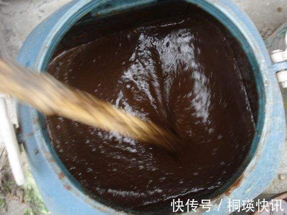 秋季养“蟹爪兰”，10天浇1碗肥水，开花多3倍，花朵大、花色艳