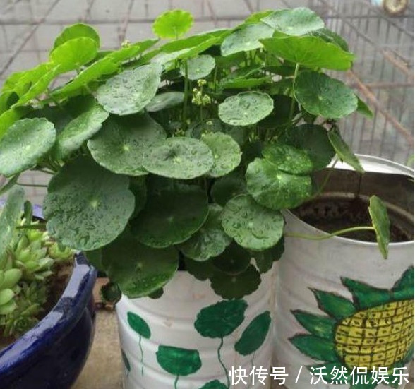 1物|花盆不用买随手拿“1物”，放点土进去，比买的花盆还好看！