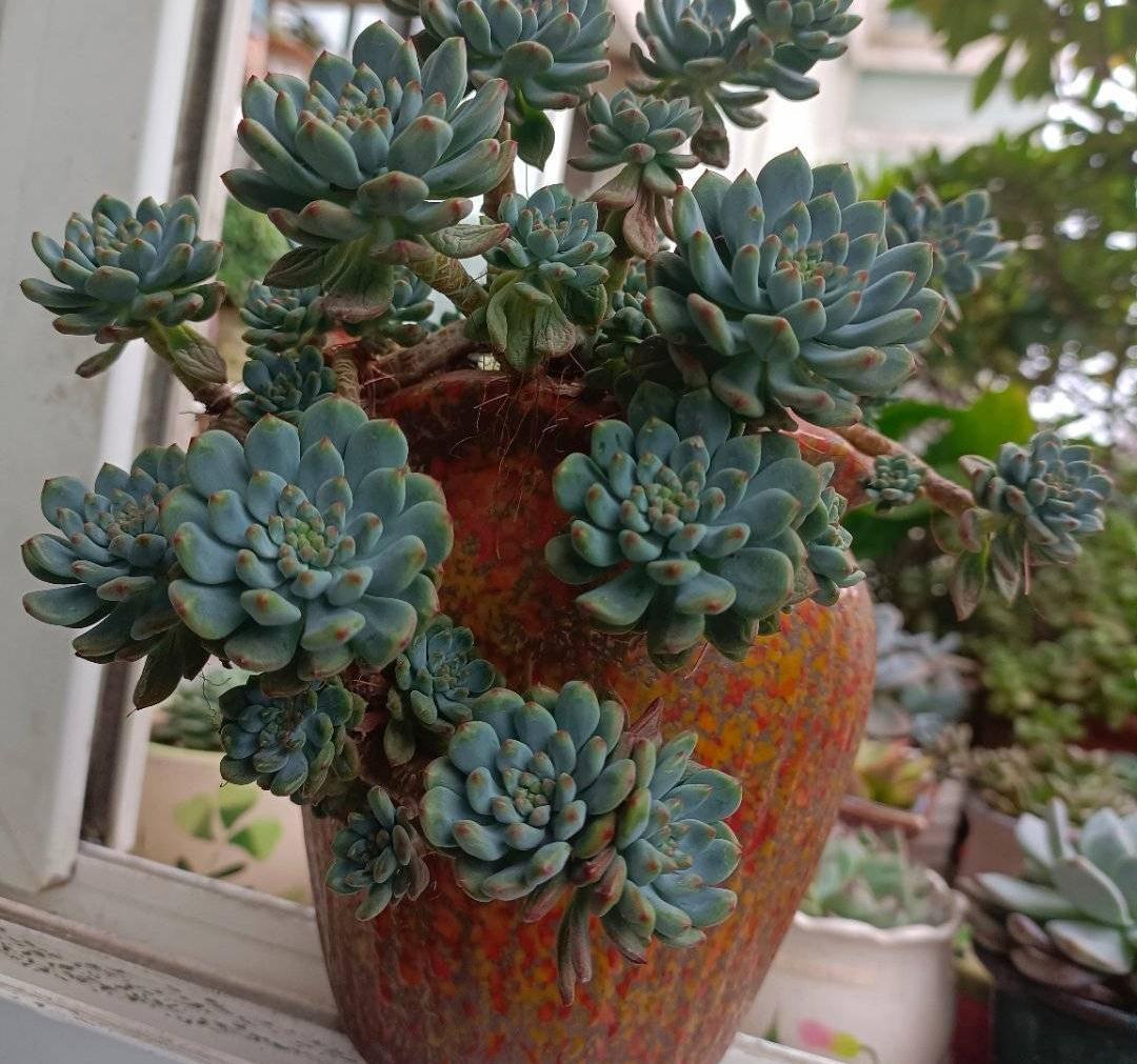 多肉植物|养多肉，有一点很关键，枝叶茁壮变老桩，颜色状态都很赞