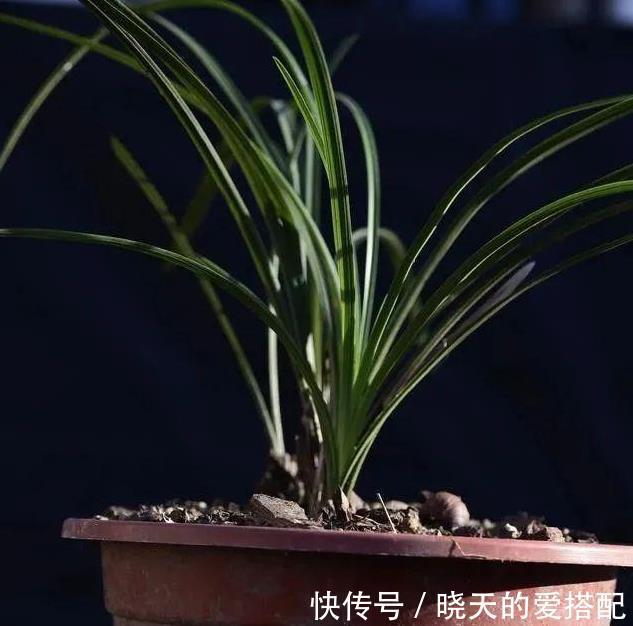 妙招|立秋天气还这么热，养兰花有没有避暑妙招？教你3招安全避暑