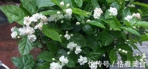 酸性|这种酸性水,半月给花喝一勺,之子、茉莉开不停,香味瓢满屋