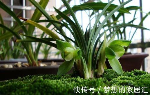 兰花|兰花繁殖该注意些什么,这些知识你必须了解,用不了半年翻倍