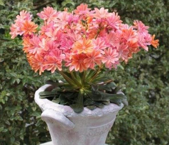 “露薇花”开花少、花色还不鲜艳,注意“4要点”,不久就变好