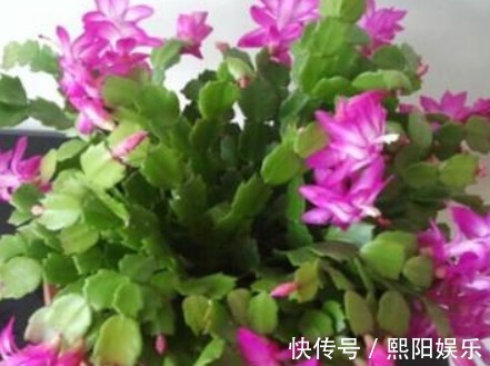 水蟹爪兰|蟹爪兰开花上百朵只因做对“4点”,学会7天喷1次“开花水”