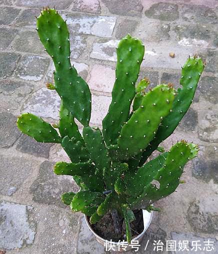侧芽|仙人掌叶片瘦弱“营养不良”,学会小“绝招”,一年变“壮汉”
