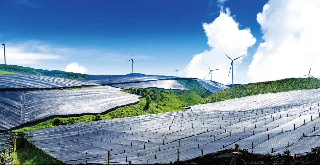 标准|三七就得选文山的？很少人知道，这才是三七金标准……