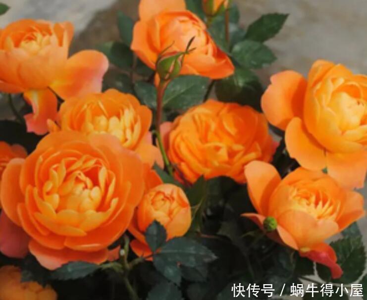 阳台上|建议爱花人:无论阳台大小,都要养一盆果汁阳台,是真漂亮!