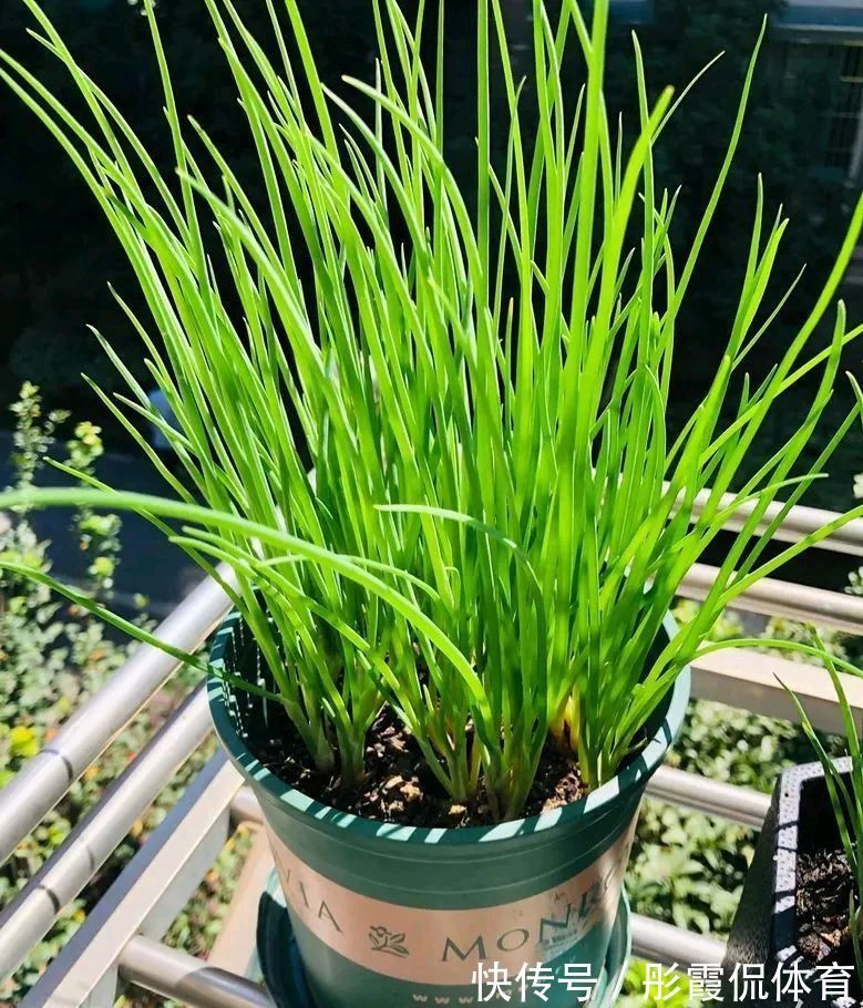 5种“蔬菜”不怕冷,阳台种一盆,0度冻不死,吃一茬冒一茬