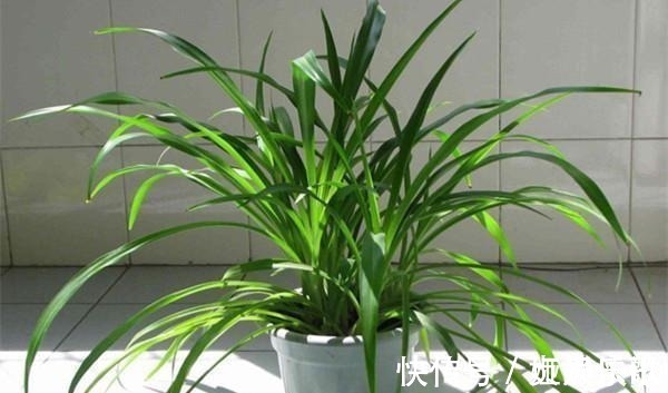 吊兰品种多样,只养一种太亏了,家里多放几盆,净化空气开小花