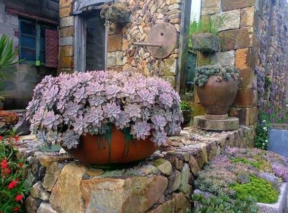 容器|家里有大水缸不要丢,拿来养花做容器,废物利用好处多