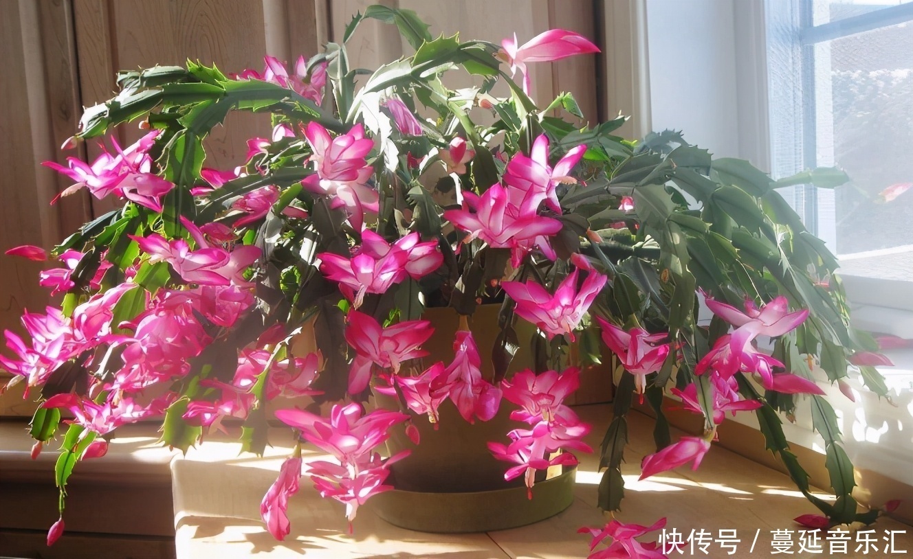 植物|3款花期长、开花就爆盆的植物，适合居家盆栽，好养又漂亮