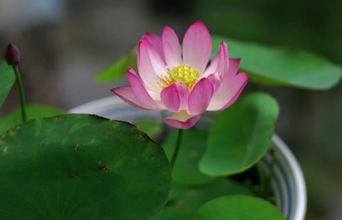 凤仙花|养花试试这几款，在家里种上一盆，可以自己长出很多来