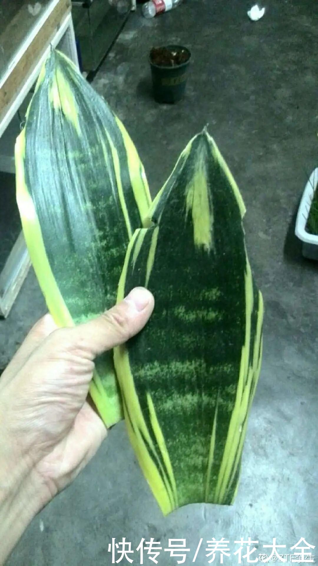 生根|6种花夏天扦插，枝条剁8段、撒土里，3岁小孩都能插活