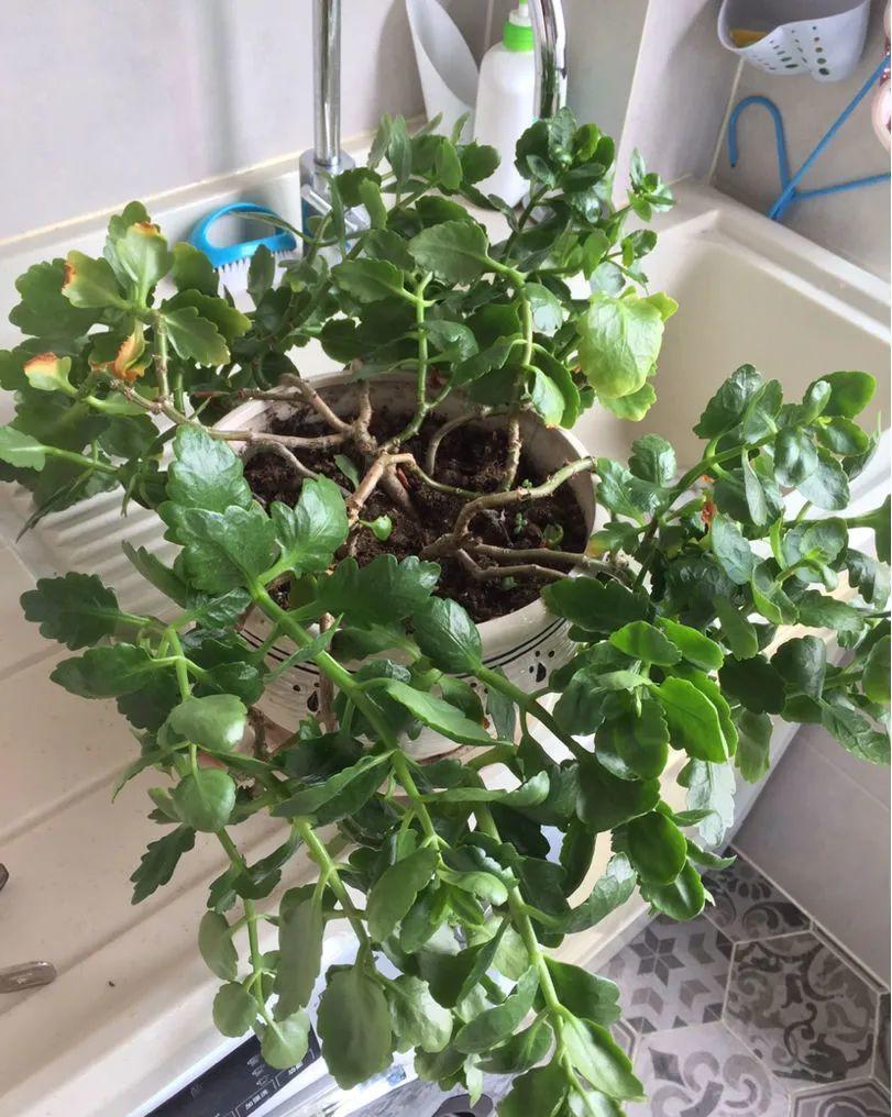 养长寿花,避开5个“坑”,开满大花头,阳台满花球