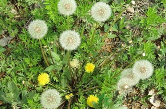 聪明的女人不用面膜,洗脸的时候用一物,色斑、皱纹通通祛除!