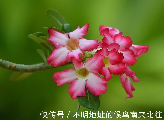 3种花适合养在阳台,好养易活不操心,夏天也能开花不断,美极了