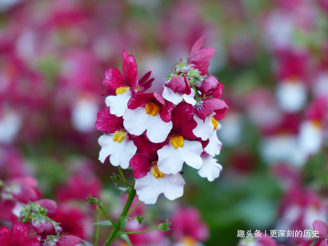 此花姿态优美雅趣,犹如五彩祥云平铺地面,象征着不伪装的心