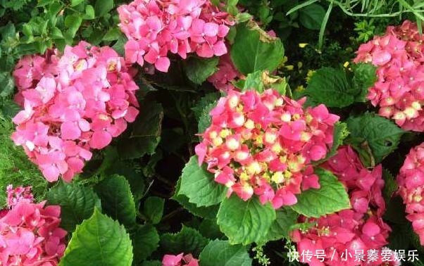 好看|好看的绣球花这样快速扦插,十天就能生根,开花后太美了