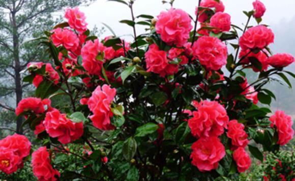 茶花|8月以后,5种花别再修剪了,否则难开花,新手需谨记