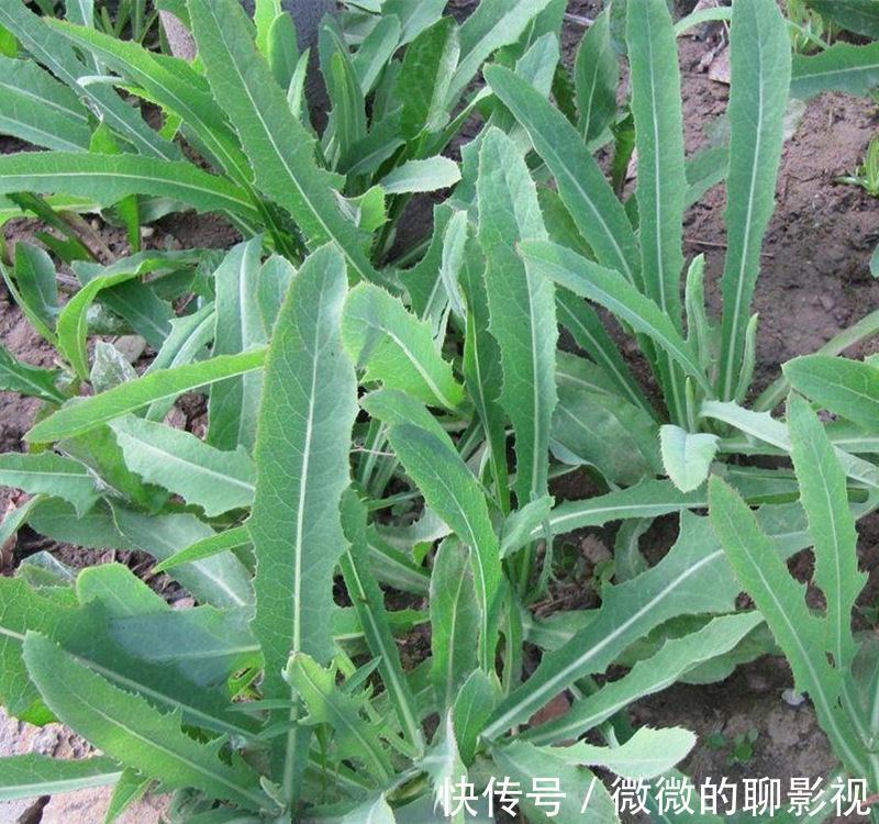 美味佳肴|6种常见野菜,比青菜好吃营养,解腻养人,你吃过几种?不要错过