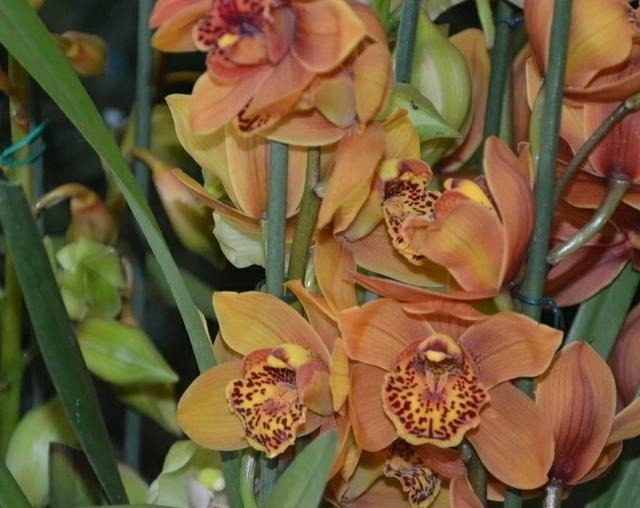 开败的大花蕙兰怎样养护让其第二年再次开花而不出现大小年