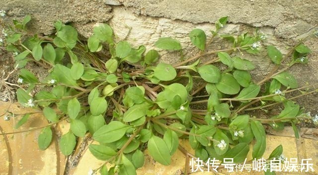 荠菜|农村1种“趴地菜”，如今60元一斤却没人种，以后见到别错过