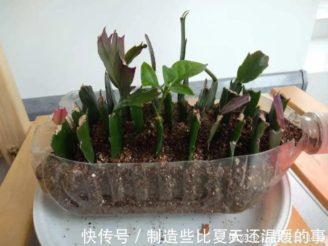 花花|养护蟹爪兰,要注意8个要点,才能开出仙气飘飘花