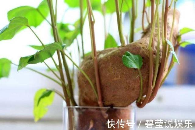 盆栽|1斤叶子顶得上人参!自家在家盆栽一盆天天摘着吃!