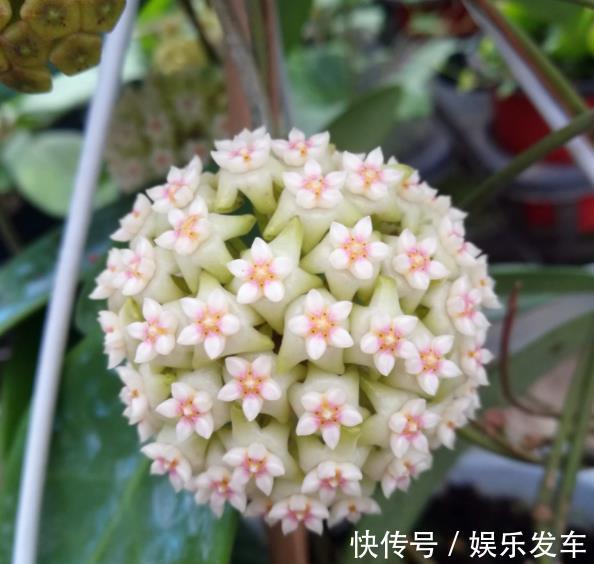 北阳|适合北阳台的网红花，耐阴皮实又勤花，开一朵香飘满屋，美极了