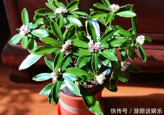 喜欢养芳香花卉的人,客厅只养一盆“夺香花”,好闻又大气