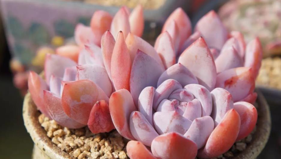 花友|夏季入手养殖多肉,磨合好这3方面,没有烦恼