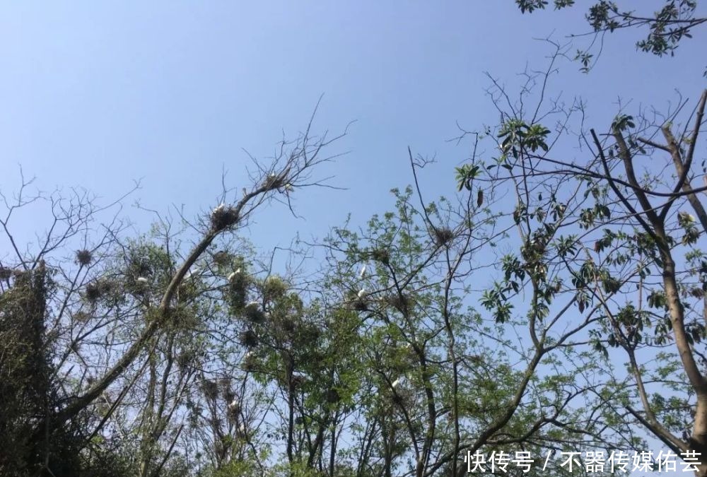 “古镇｜湖州德清一日游”新市古镇和下渚湖