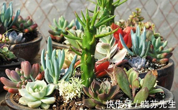冬日养多肉难出状态?做好5件事,茎叶长得又肥又艳
