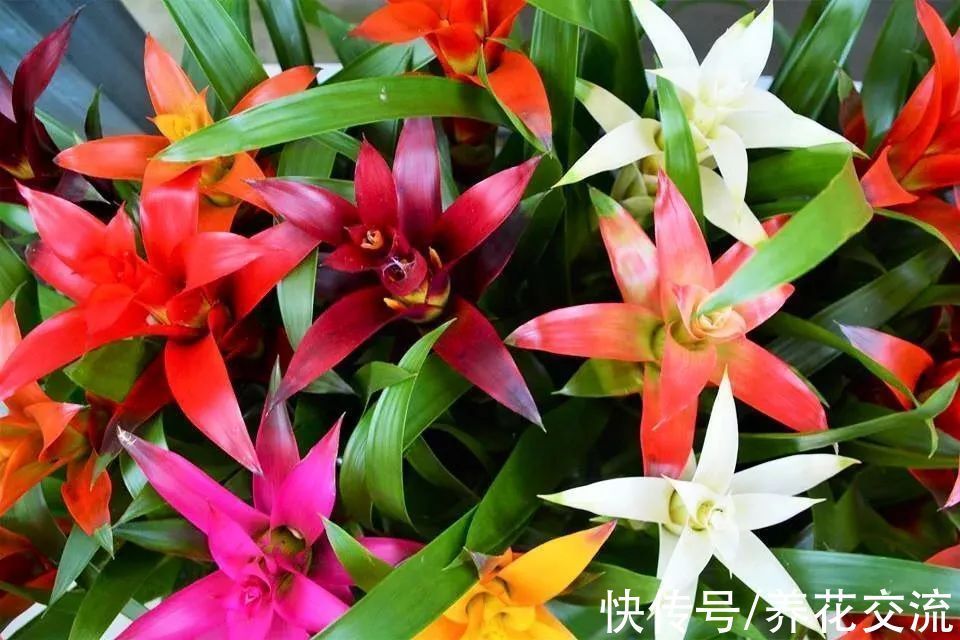 室内|15种可以在窗台上开花灿烂的室内盆栽,有散射光就能正常开花