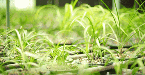 你觉得兰花怎么样？