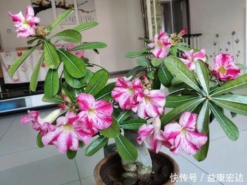 虎尾兰|客厅适合养的5种“耐旱花”，1个月不用浇水，反而爆盆！