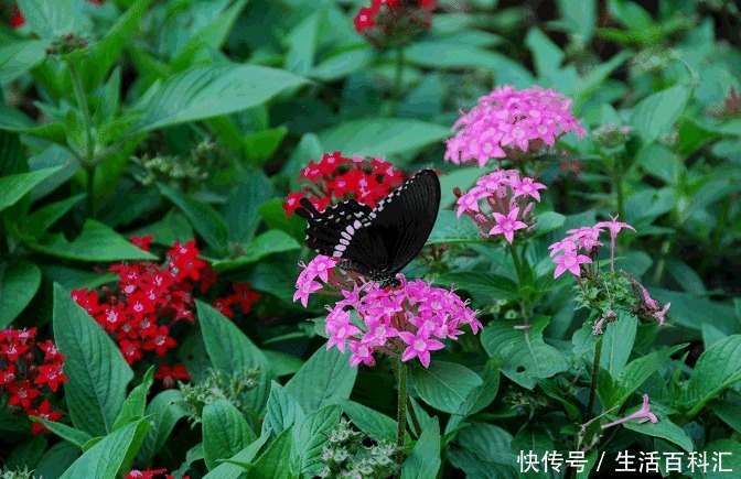  淘米水|在家浇花，别再用什么淘米水了，直接用“它”浇，比花肥还好用