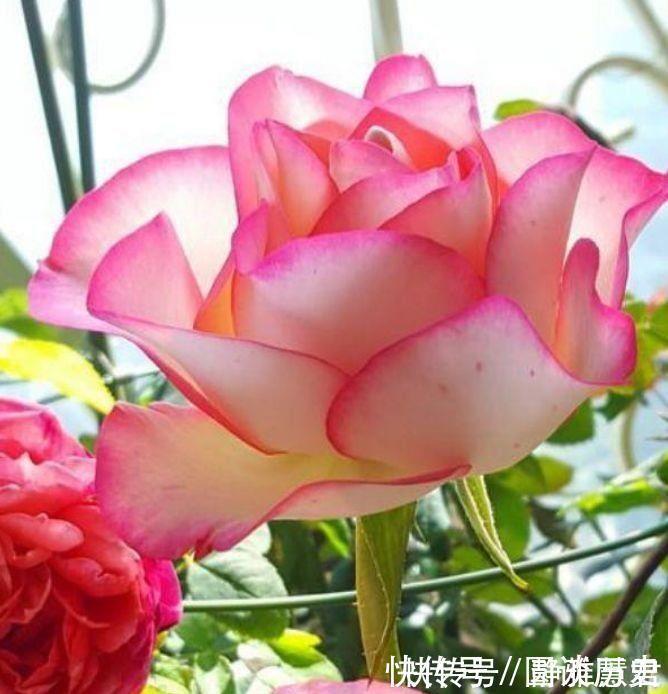 铁莲花|4种花越看越喜欢,比切花玫瑰还美,开花勤快