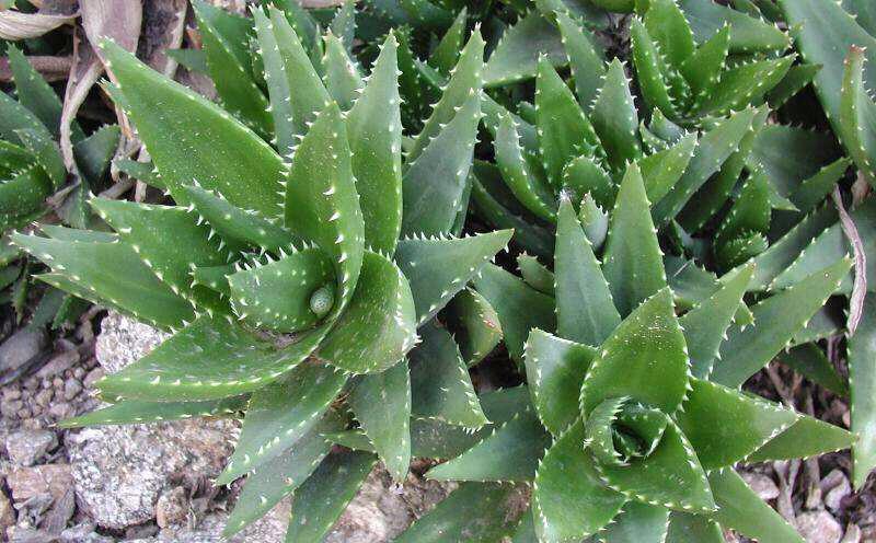 不夜城芦荟好养，易繁殖，为什么轮到自己养却徒长又干瘪