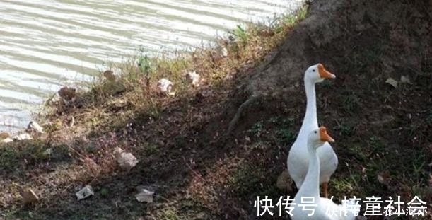 野草|稻田边一草，味道熏人，鹅都不吃，却是头痛的良药，人称鹅不食